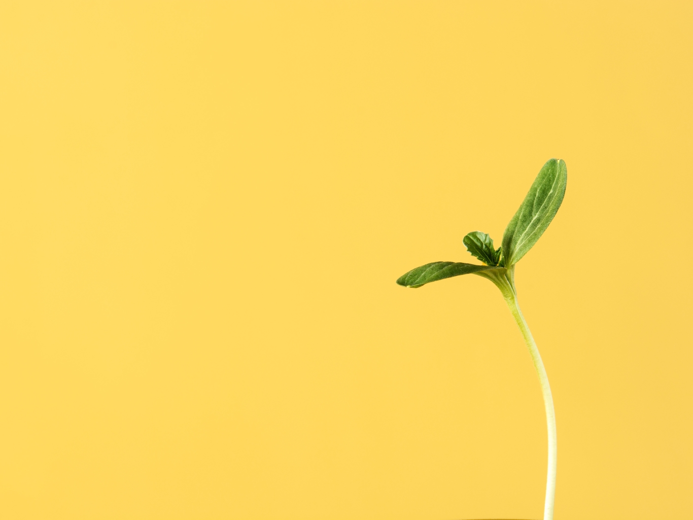 Plant seeding growing on yellow background.